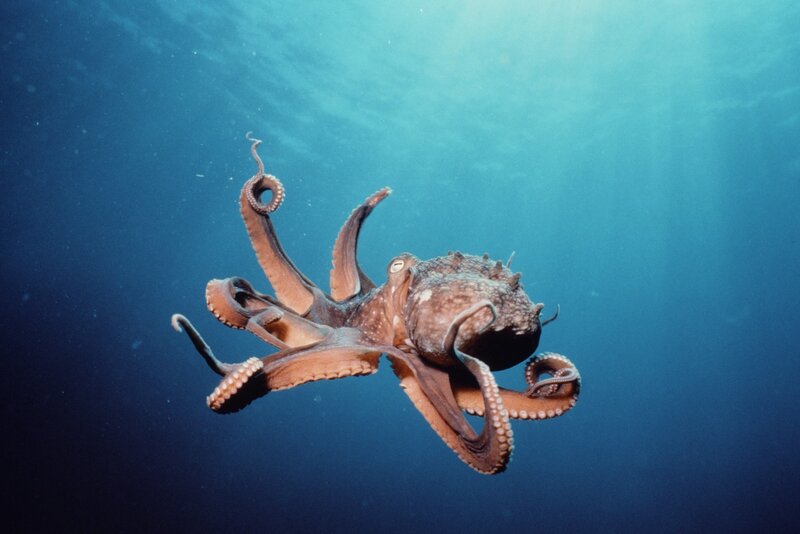 Octopus swimming underwater