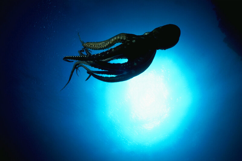 octopus swimming underwater