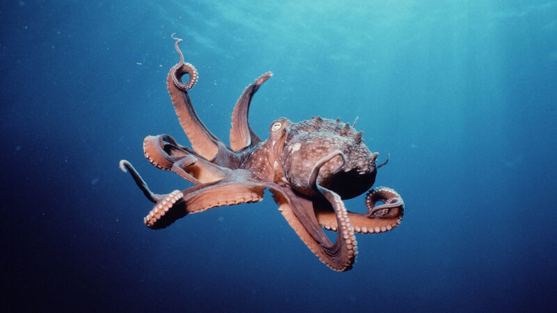 Octopus swimming underwater