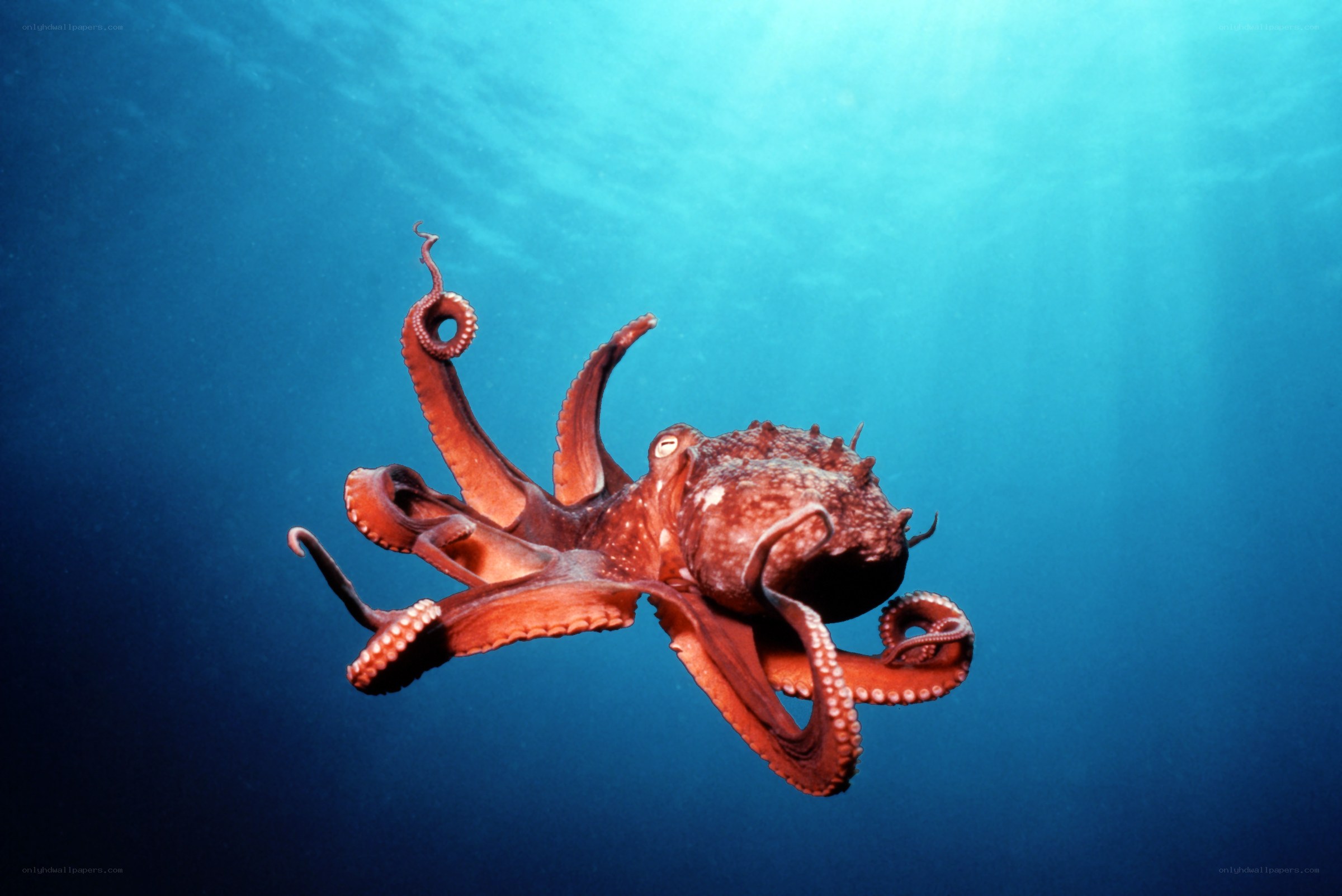 Octopus swimming underwater