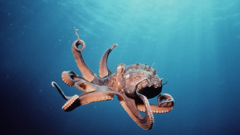 octopus swimming underwater