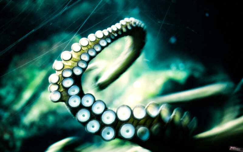 Octopus tentacle close-up