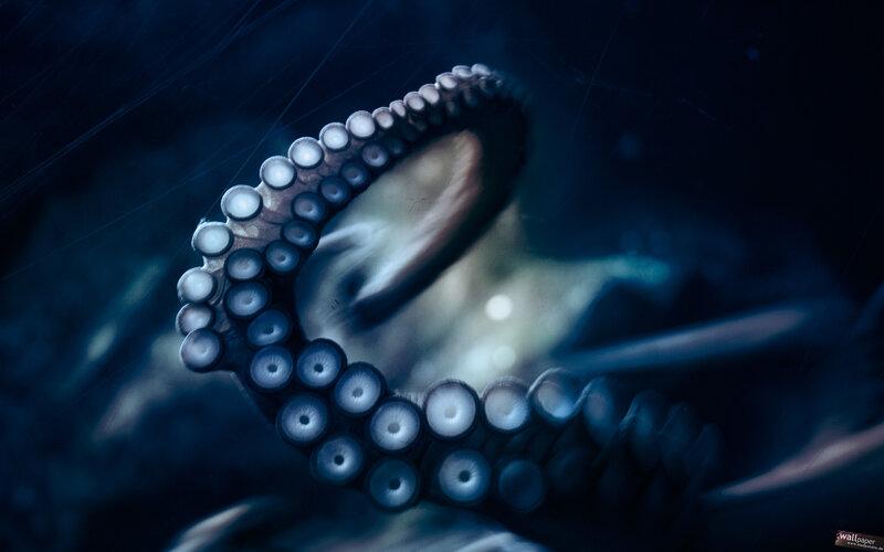 octopus tentacle close-up