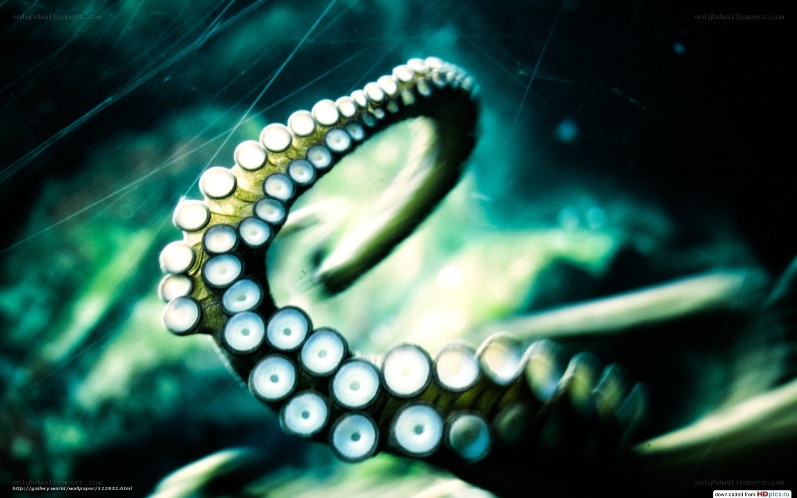 Octopus tentacle close-up