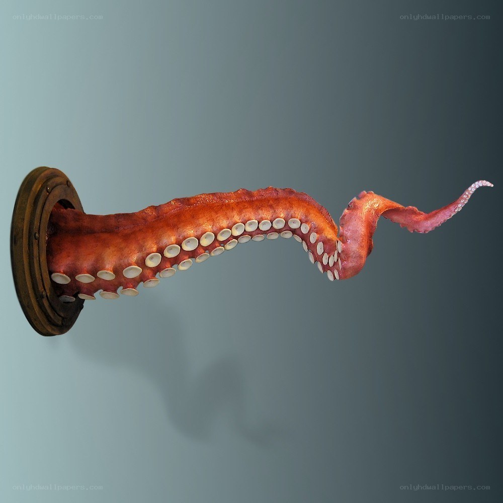 octopus tentacle from ship