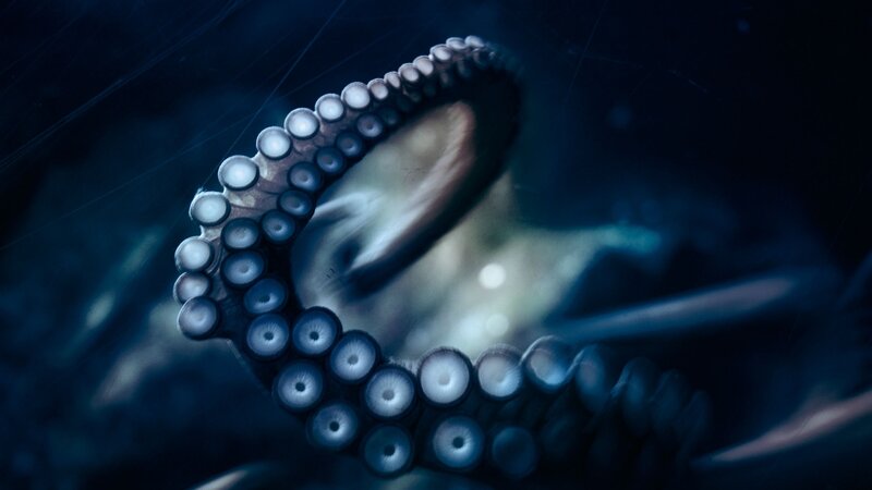octopus tentacle in dark water
