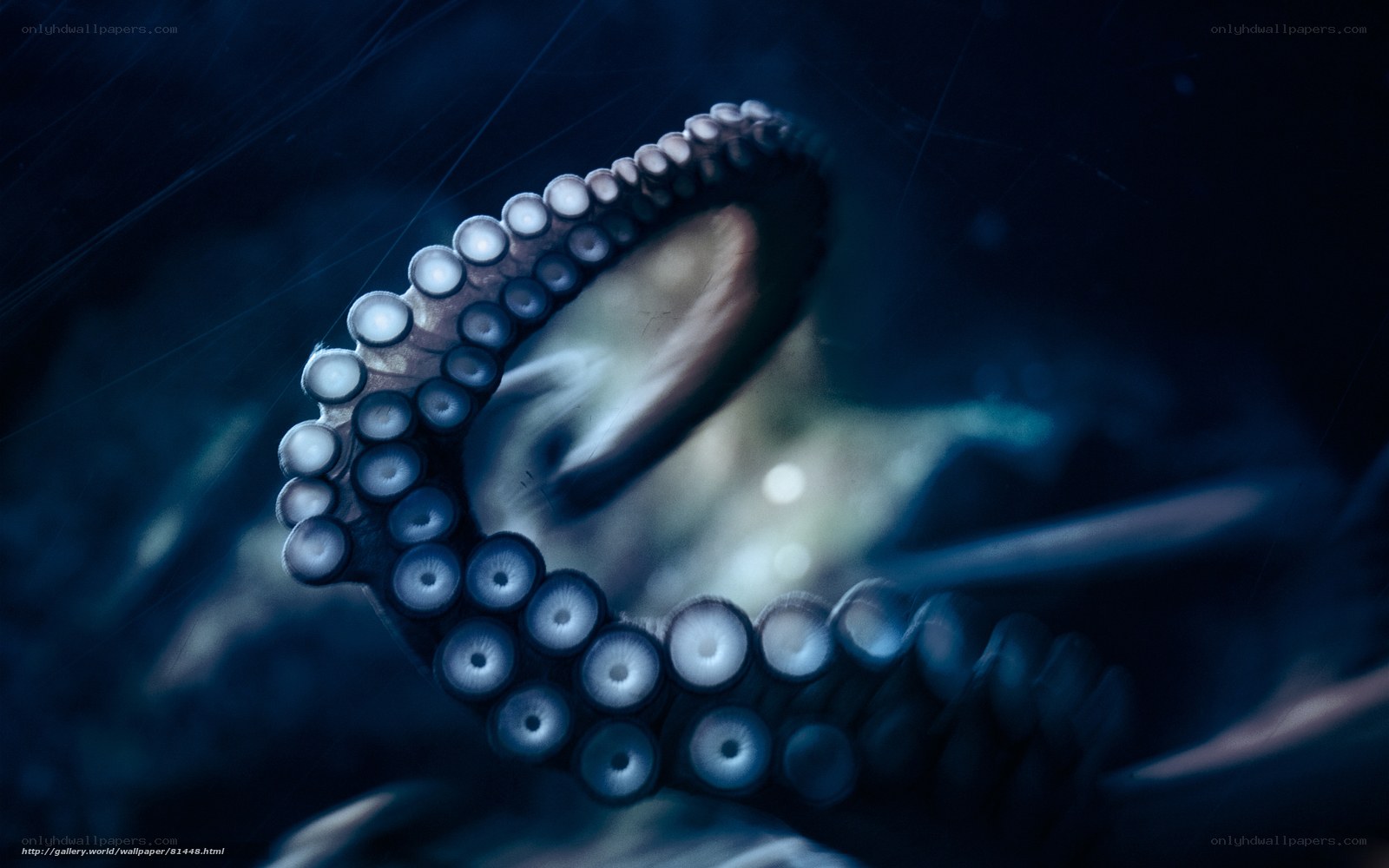 Octopus tentacle in deep water