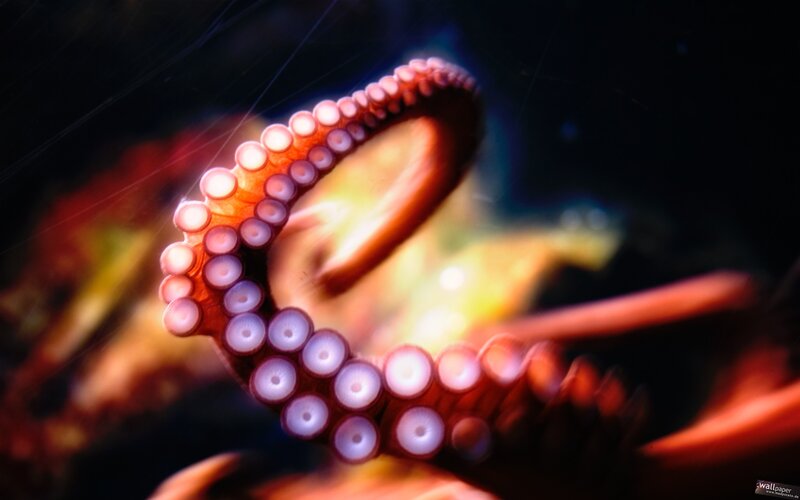 Octopus Tentacle — Red, Dramatic