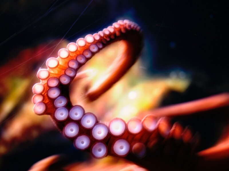 Octopus Tentacle