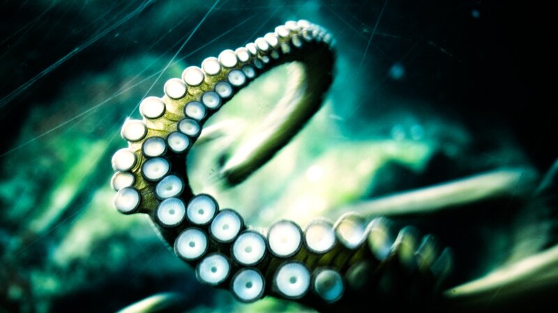 Octopus Tentacle with Suckers — Green, Dramatic, Photograph