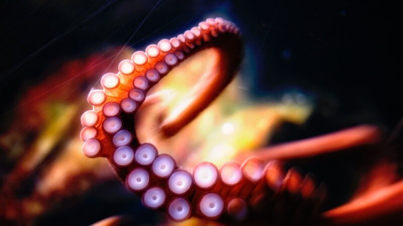 Octopus Tentacle with Suckers — Red