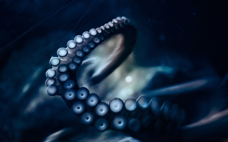 Octopus Tentacle with Suckers