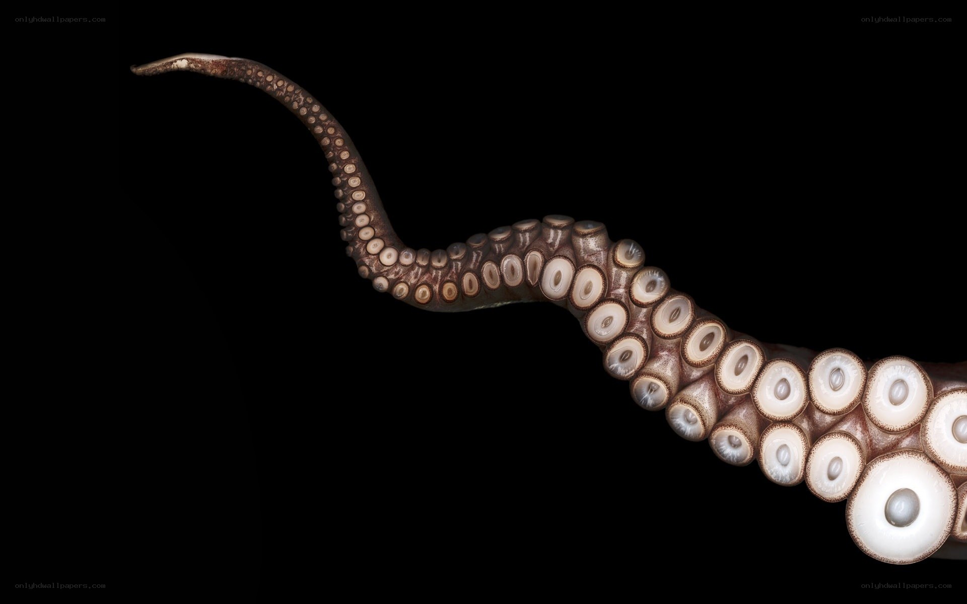 Octopus tentacle with suction cups