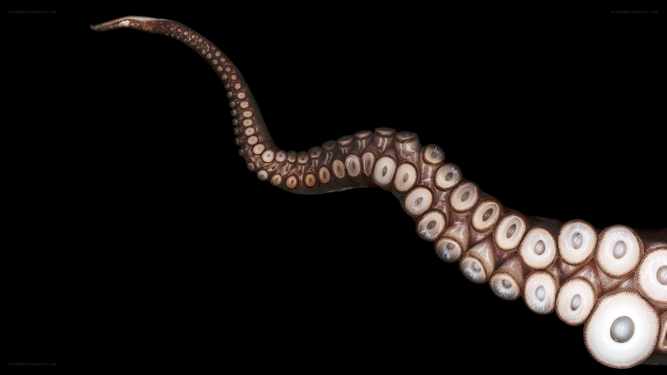 Octopus tentacle with suction cups