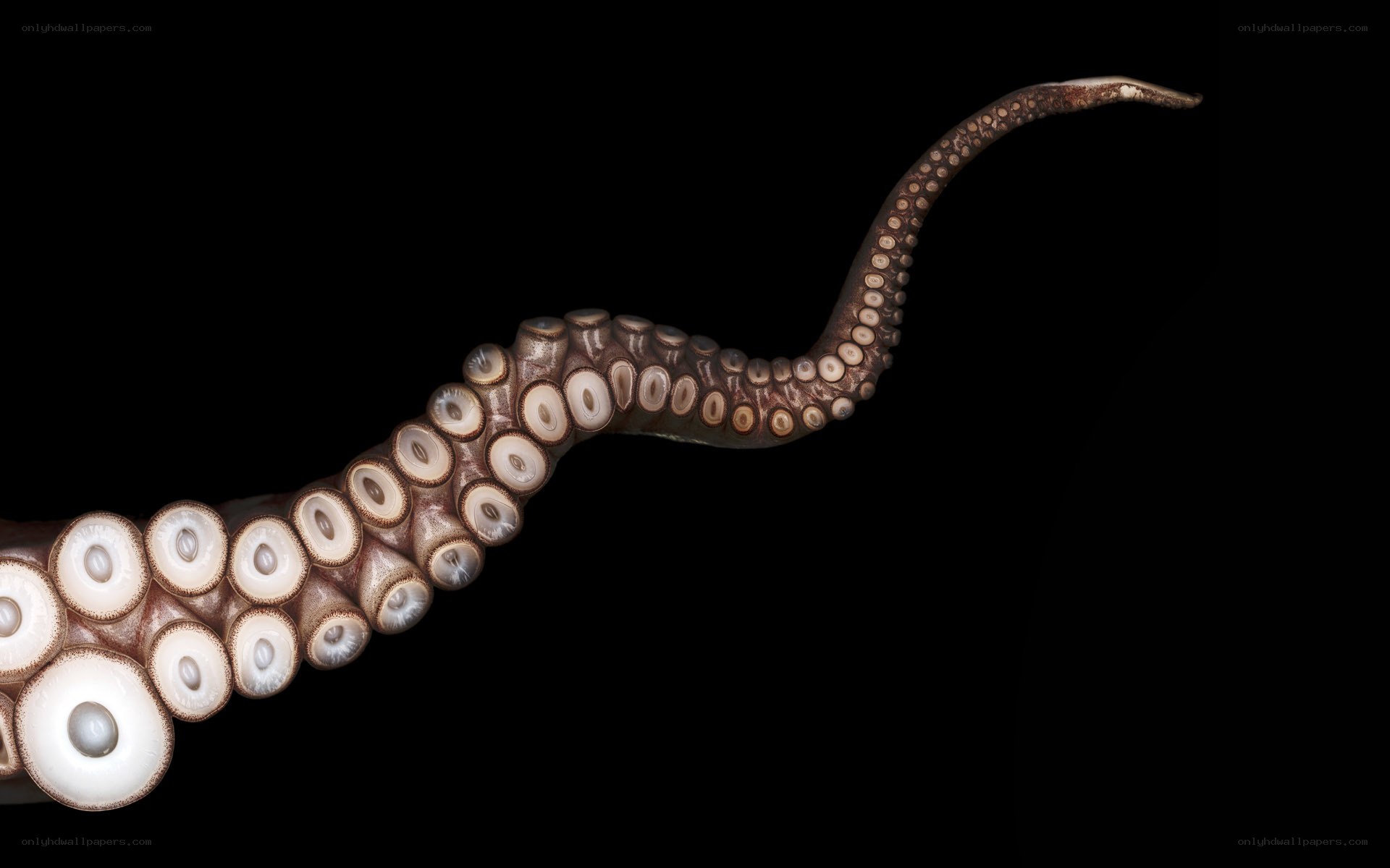 Octopus tentacle with suction cups