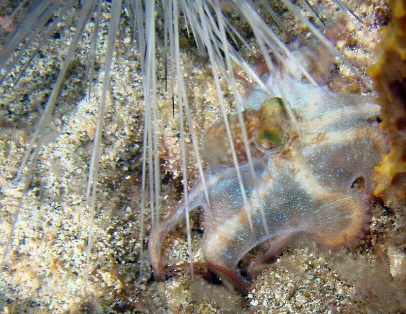 Octopus under sea urchin spines