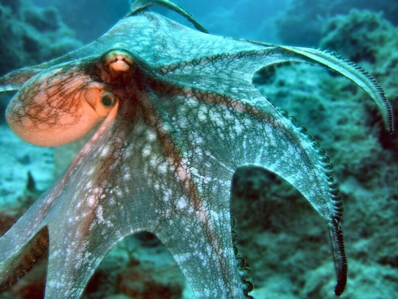 Octopus Underwater — Blue, Calm