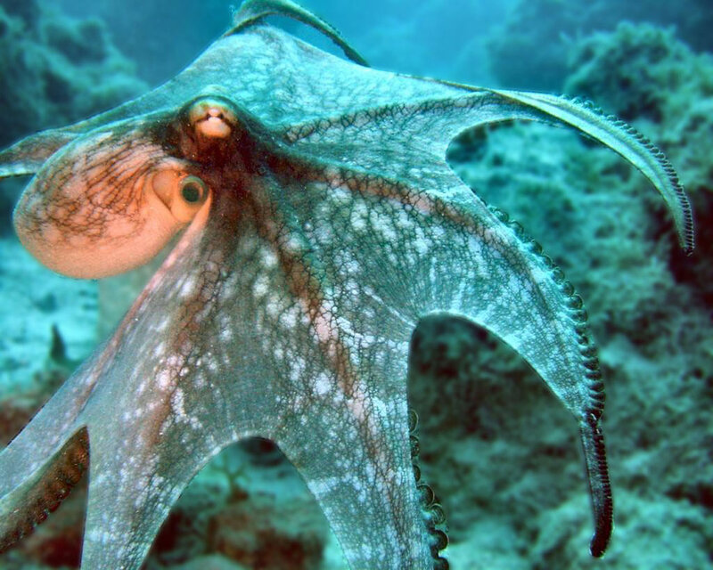 Octopus Underwater — Blue
