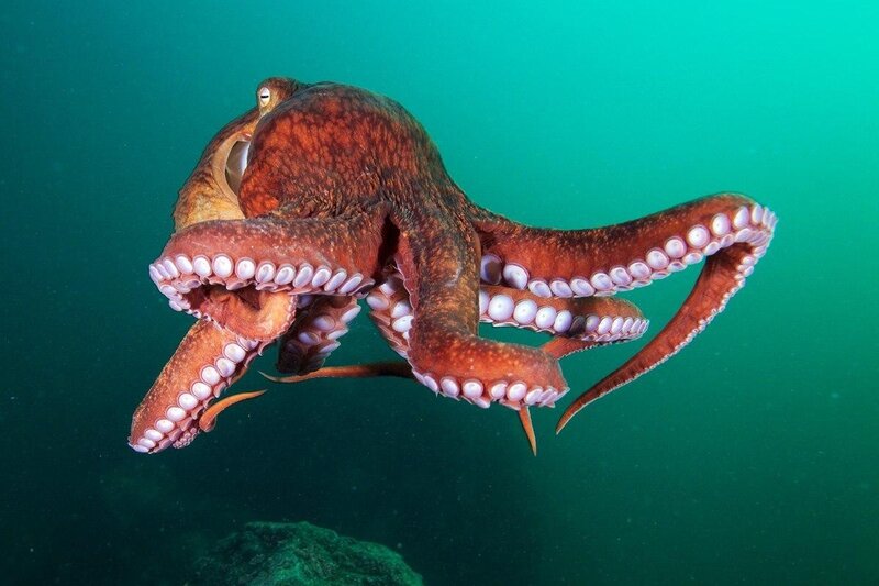 Octopus Underwater — Green