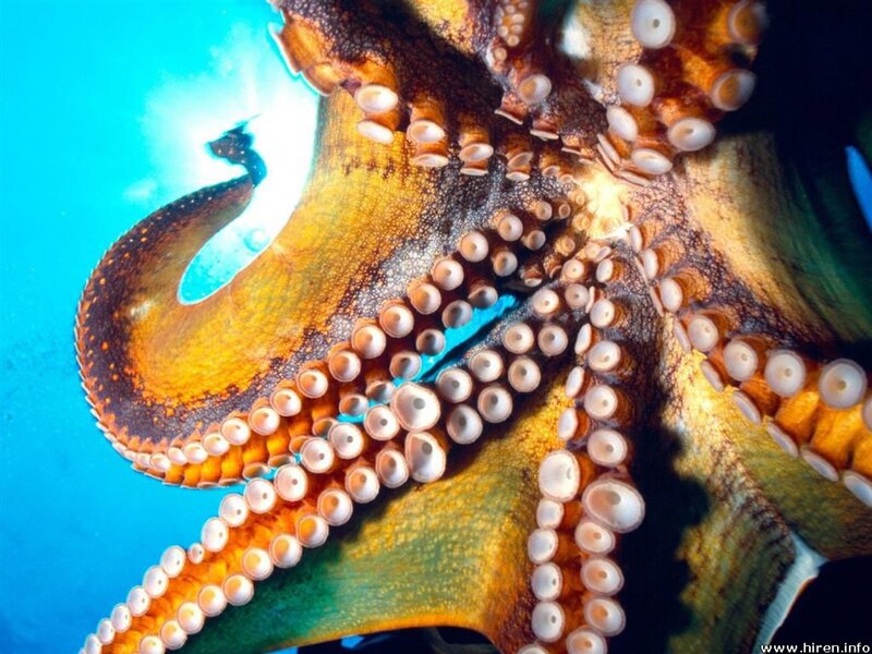 Octopus Underwater