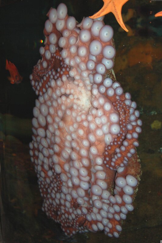 Octopus with prominent suckers