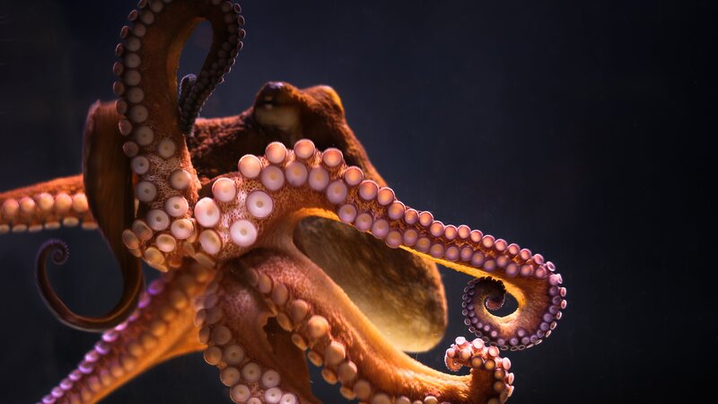 Octopus with Tentacles — Brown