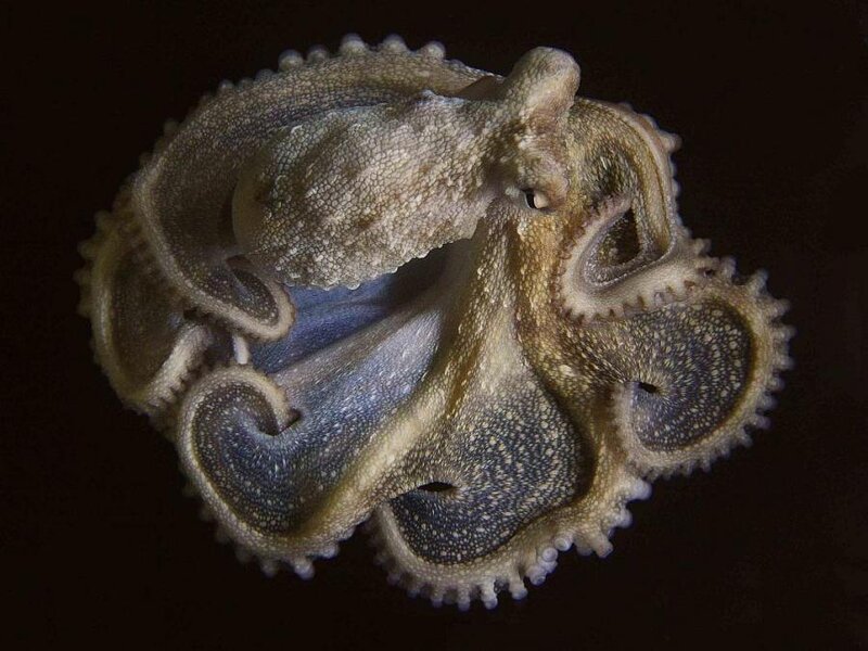 Octopus with Tentacles