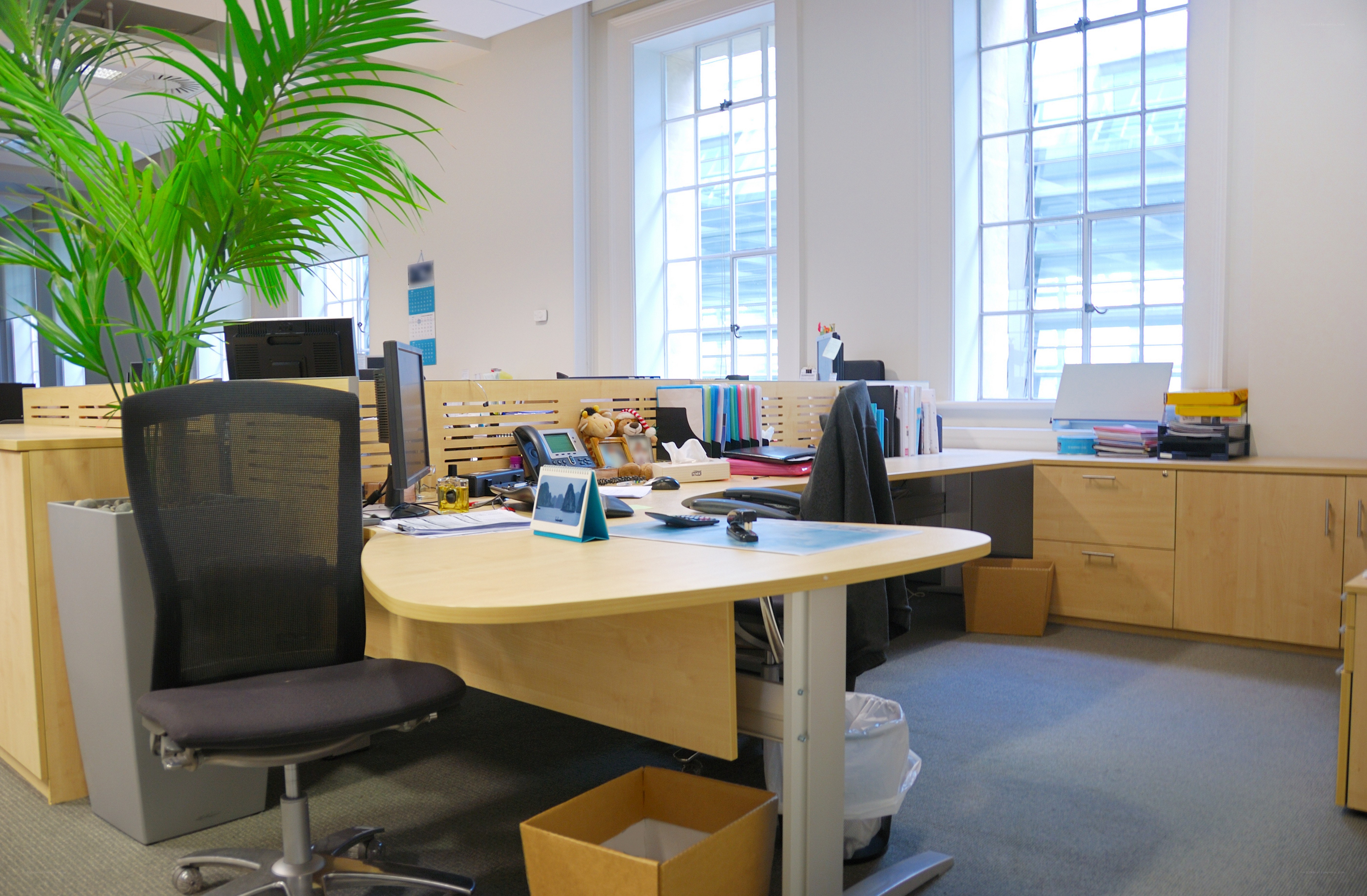 Office workspace with plant