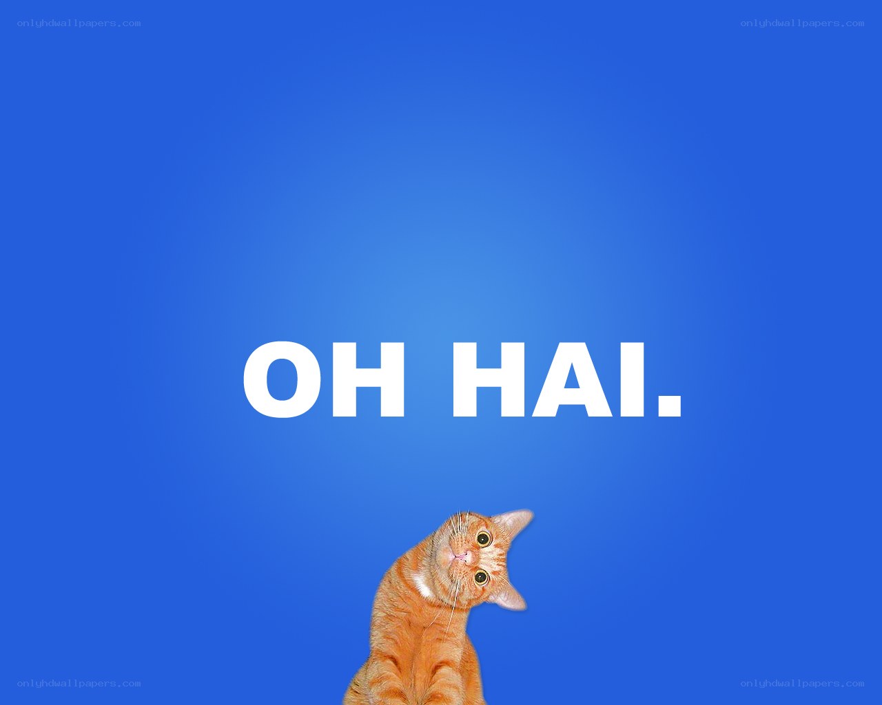oh hai cat