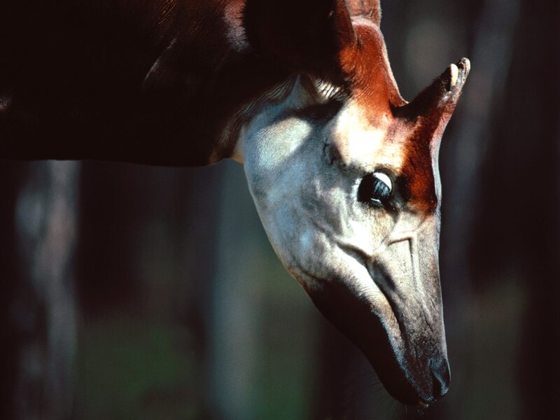 Okapi Head in Profile