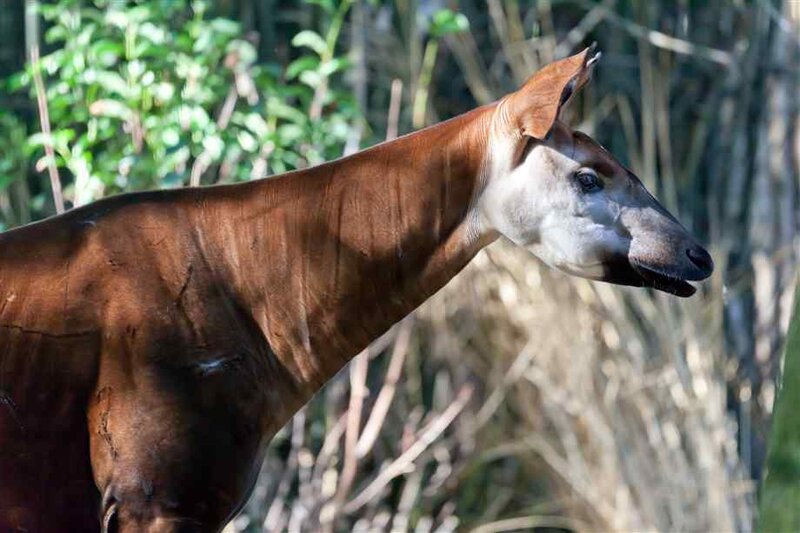 Okapi in Forest — Brown