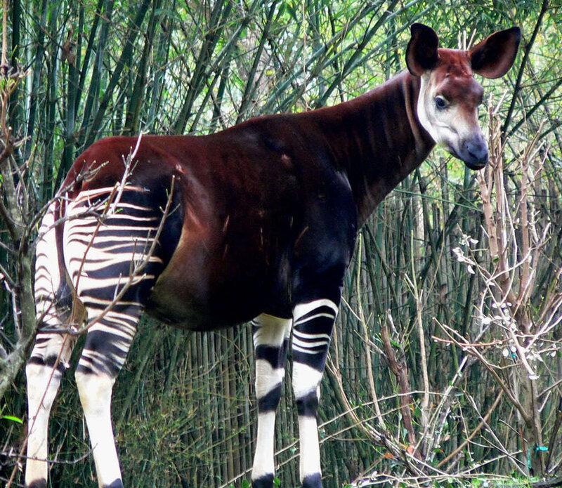Okapi in Forest