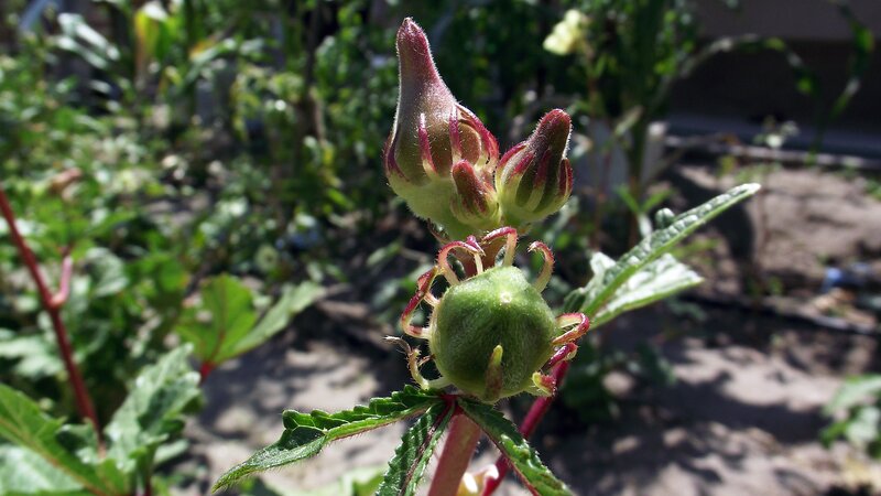 Okra Flower Buds