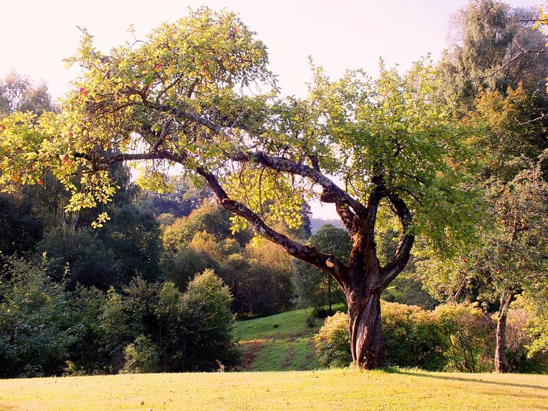 Old Apple Tree in Field