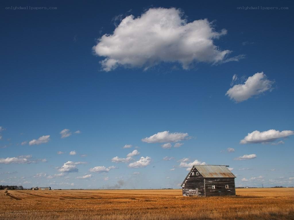 Old barn in a golden field