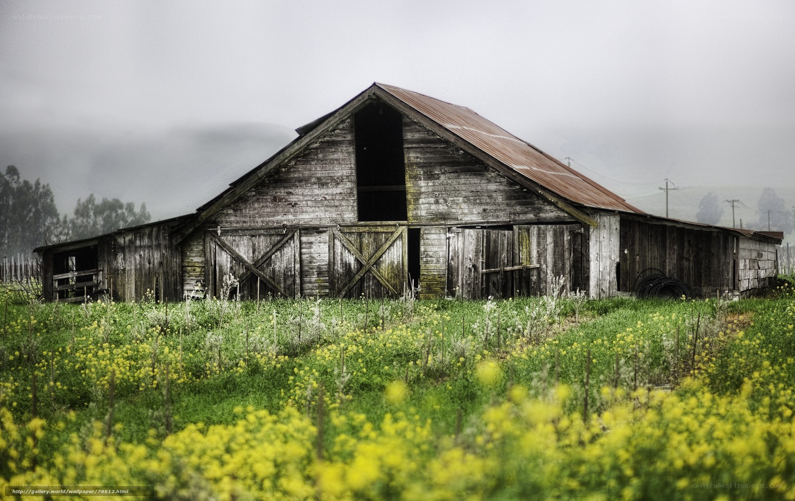 Old barn in a yellow field