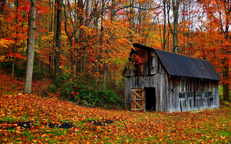 Old Barn in Autumn Forest — Orange, Serene, Photograph