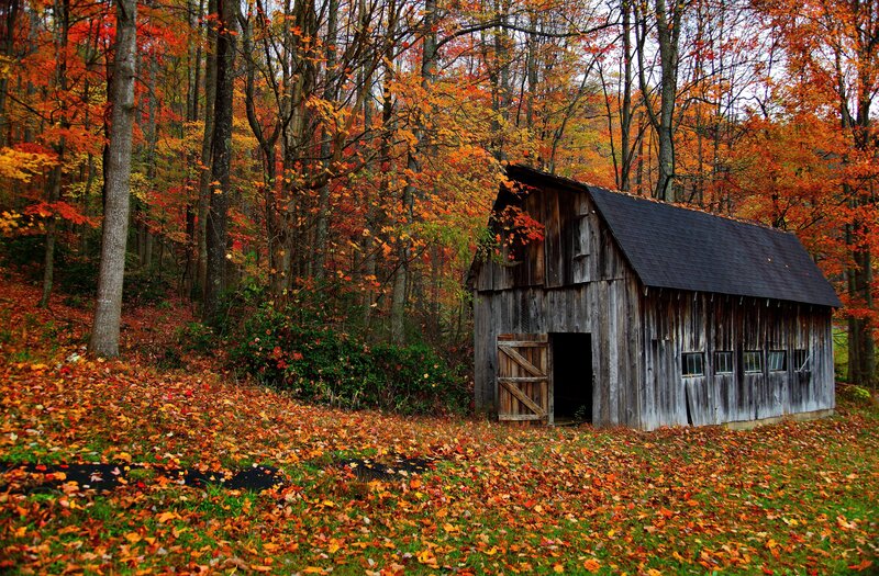 Old Barn in Autumn Forest — Orange, Serene