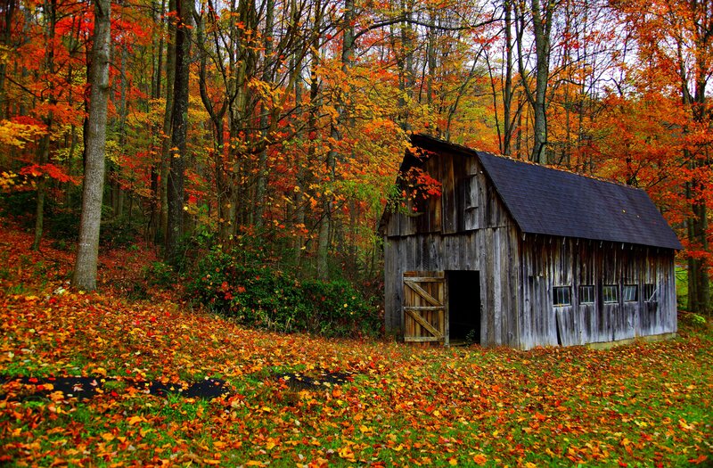 Old Barn in Autumn Forest — Orange