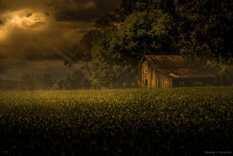Old Barn in Cornfield
