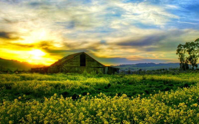 Old Barn in Field — Yellow, Serene