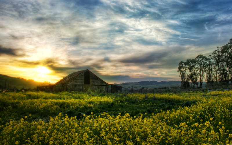 Old Barn in Field — Yellow