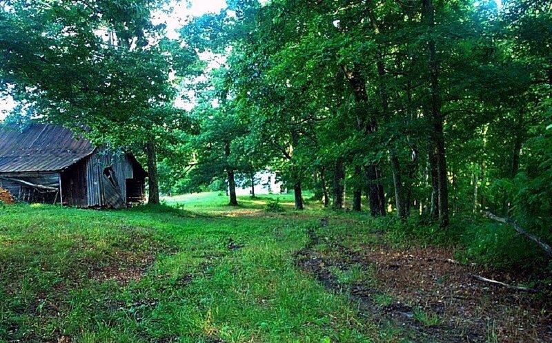 Old Barn in Forest