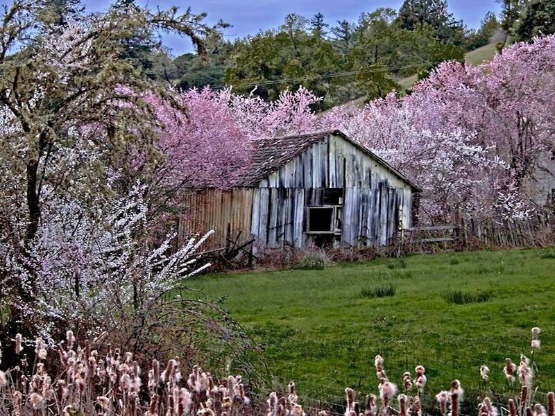Old Barn in Spring