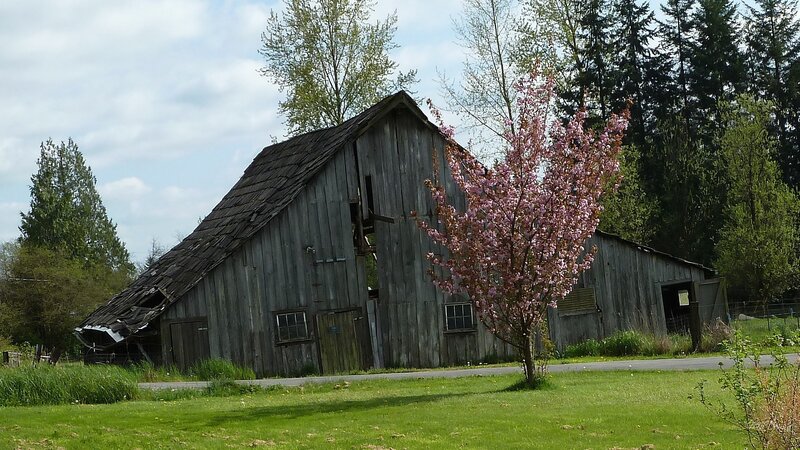 Old Barn with Cherry Tree