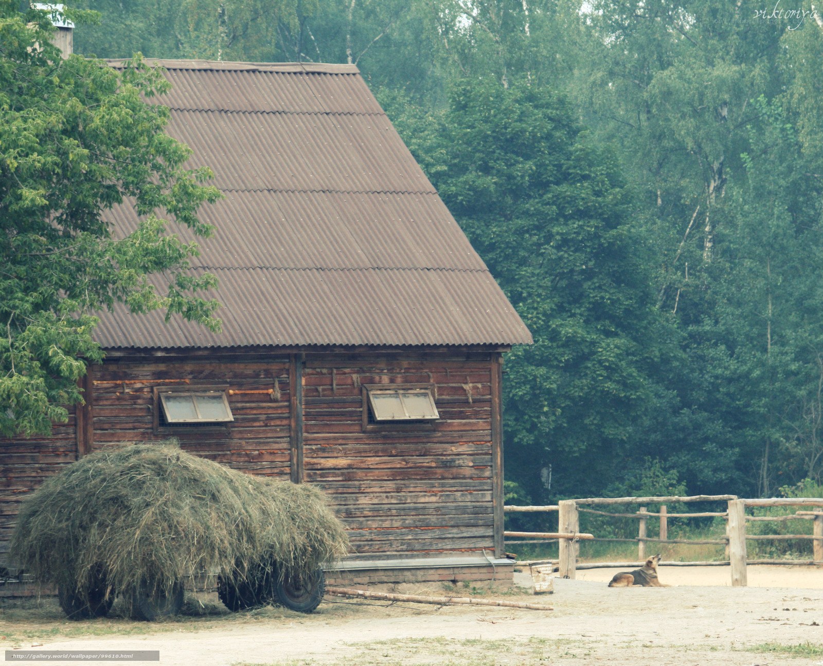 Old barn with hay and dog