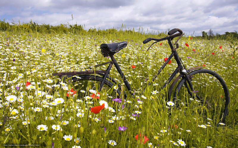 Old Bicycle in Field — Green