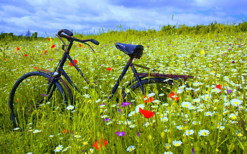 Old Bicycle in Field