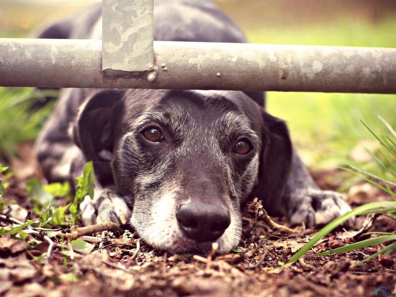 Old Black Dog Lying