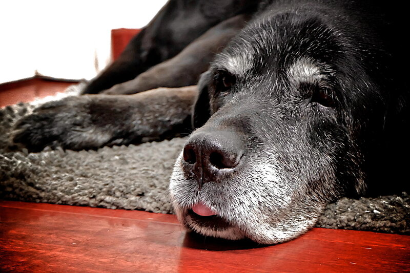Old Black Dog Resting